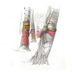 Croquis "les enfants du Mékong" pour magazine BBI - Arbres sacrés